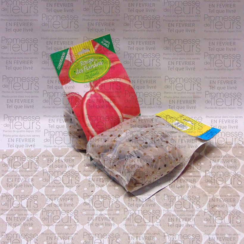 Exemple de spécimen de Pommes de terre Rouge des Flandres - Solanum tuberosum Sac de 25 plants calibre 28/45 mm tel que livré
