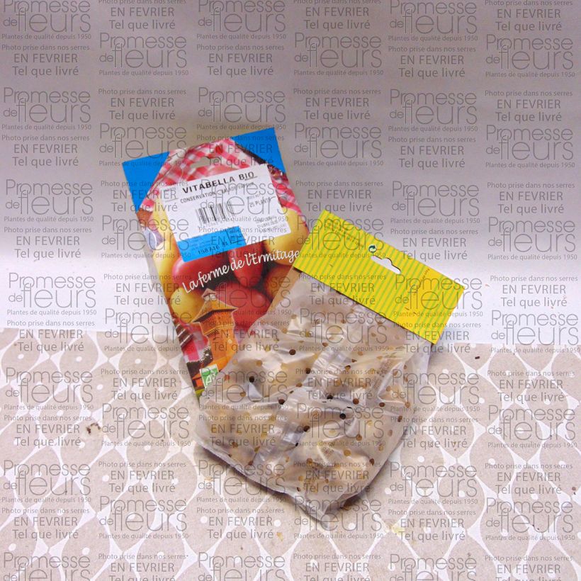 Example of Pommes de terre Vitabella Bio - Solanum tuberosum Sac de 25 plants calibre 28/45 mm as you get