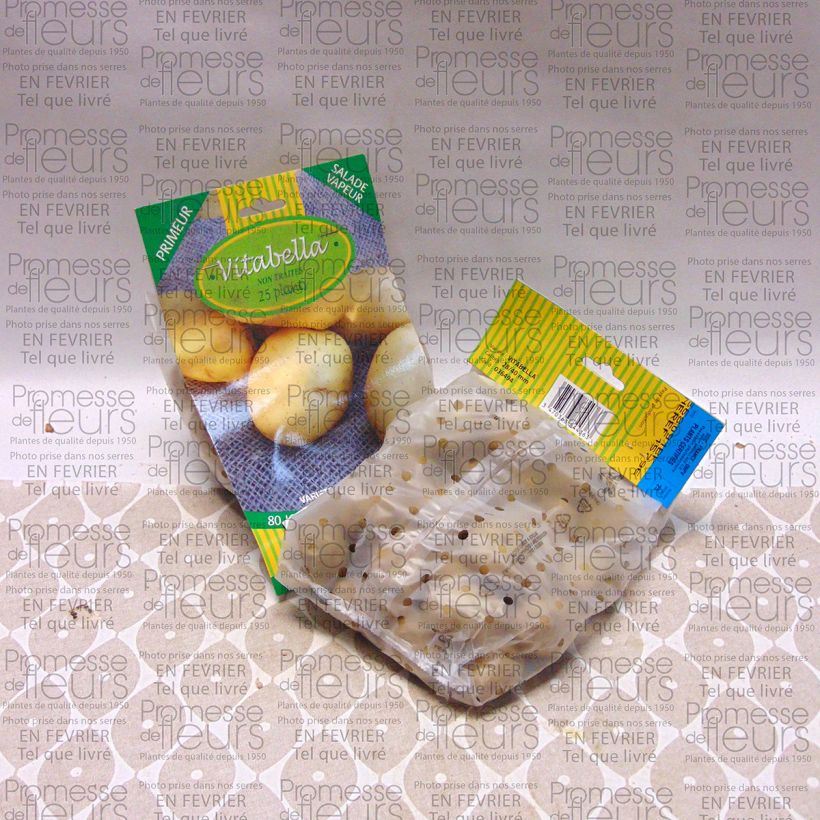 Exemple de spécimen de Pommes de terre Vitabella - Solanum tuberosum Sac de 25 plants calibre 28/35 mm tel que livré