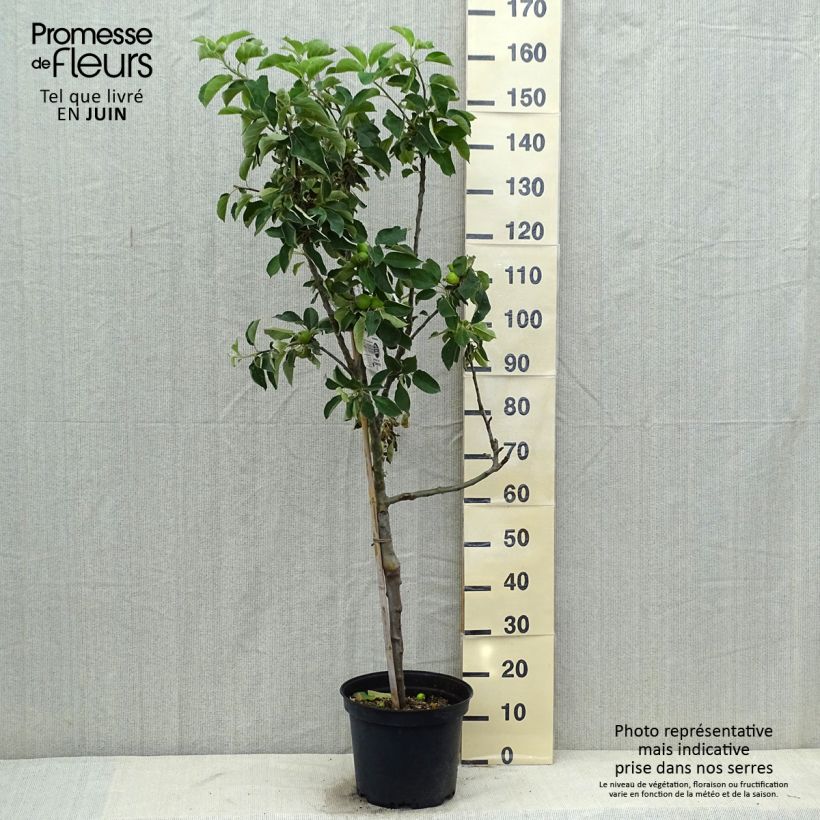 Spécimen de Pommier Api Etoilé Pot de 7,5L/10L, Gobelet tel que livré en été