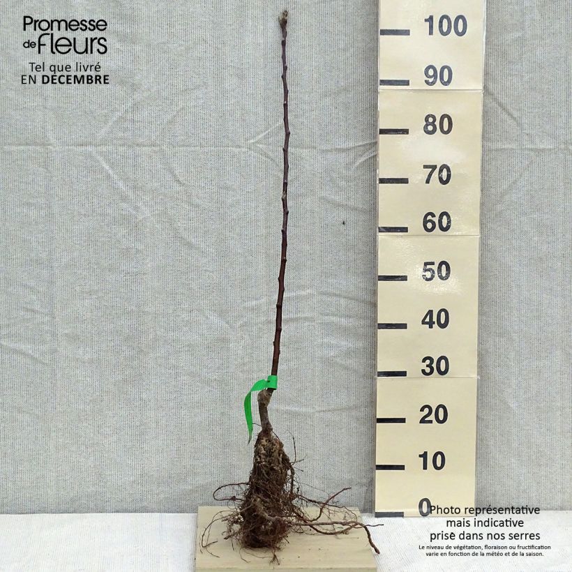 Spécimen de Pommier Astrakan Rouge Bio Racines nues, Scion tel que livré en hiver