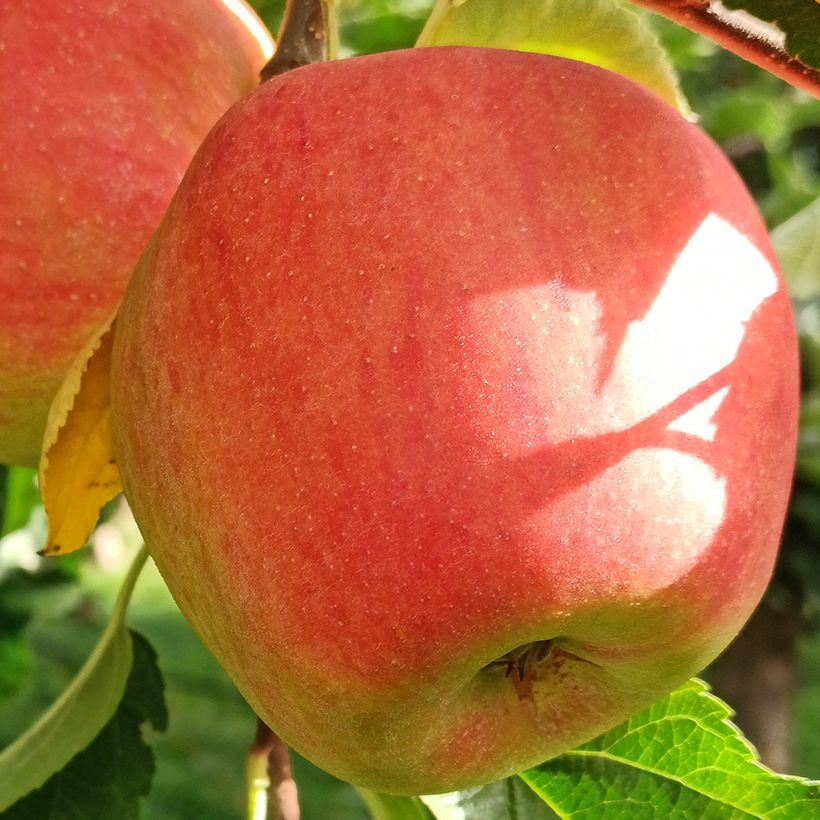 Pommier Belle fille de l'Indre Bio (Récolte)