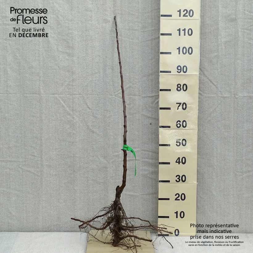 Spécimen de Pommier Belle fille de l'Indre Bio Racines nues, Scion tel que livré en hiver