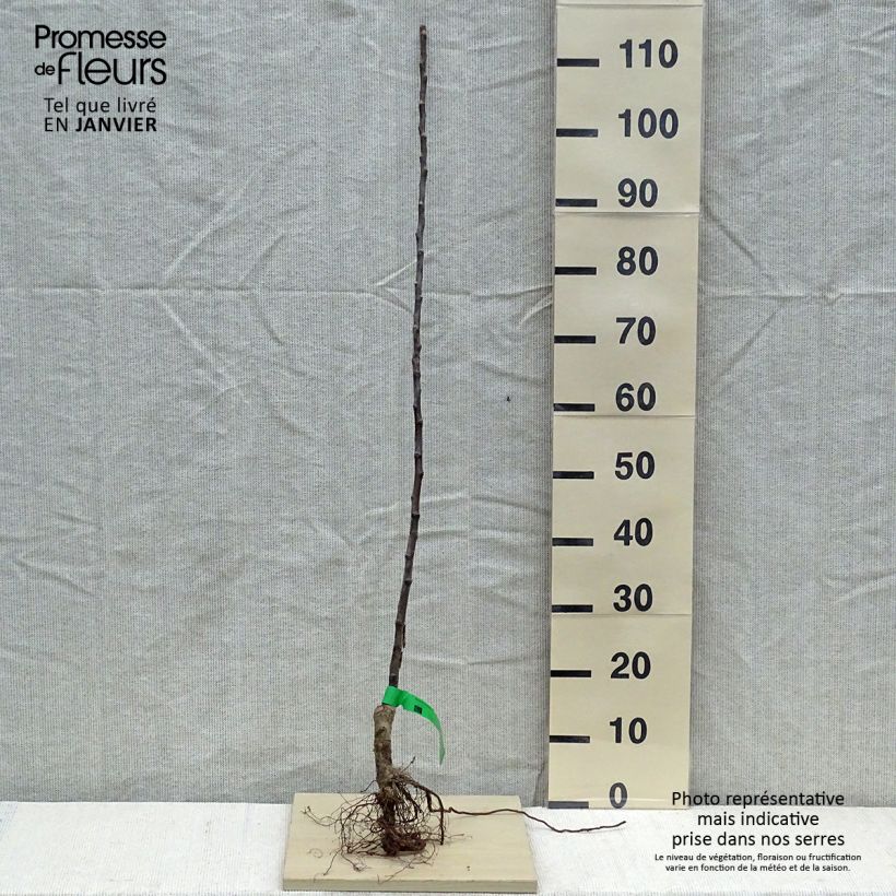 Spécimen de Pommier Bénédictin ou Reinette Normande Bio Racines nues, Scion tel que livré en hiver