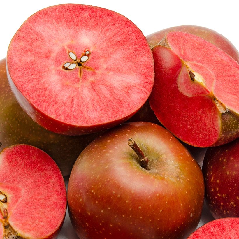 Pommier Blush rosette - pomme sanguine (Récolte)
