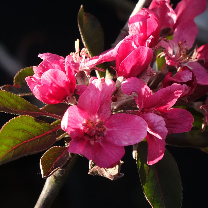 Pommier Blush rosette - pomme sanguine (Floraison)