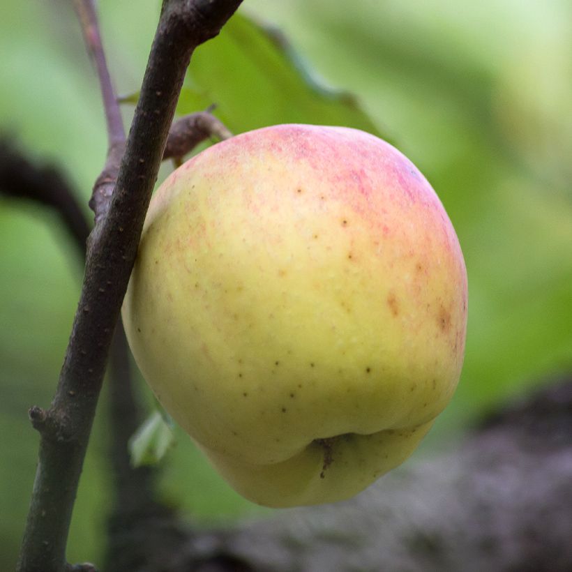 Pommier Bon père (Récolte)