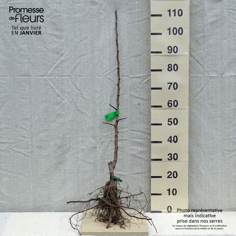 Spécimen de Pommier Calville Rouge d'Hiver Racines nues, Scion, Bio AB tel que livré en hiver