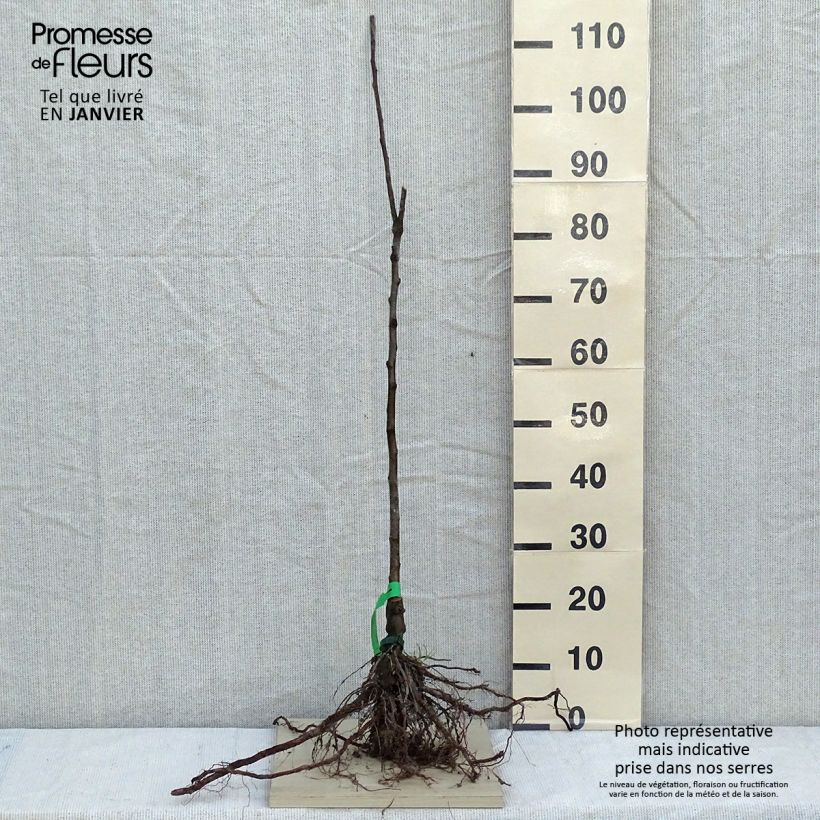 Spécimen de Pommier Chailleux - Drap d’Or - Reinette de Melesse Racines nues, Scion tel que livré en hiver