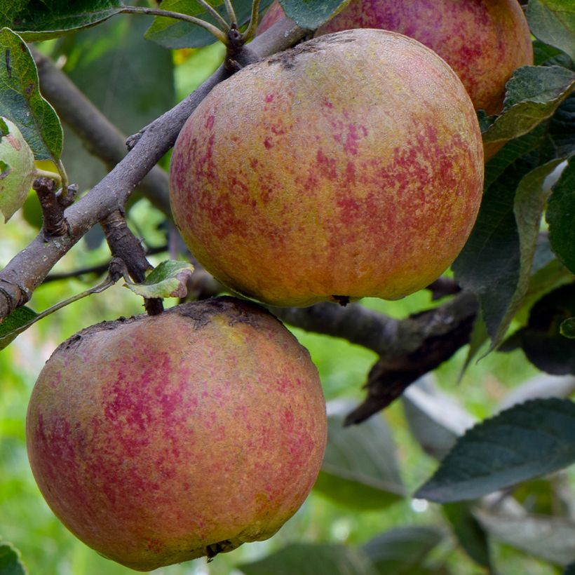 Pommier Chailleux - Drap d’Or - Reinette de Melesse (Récolte)