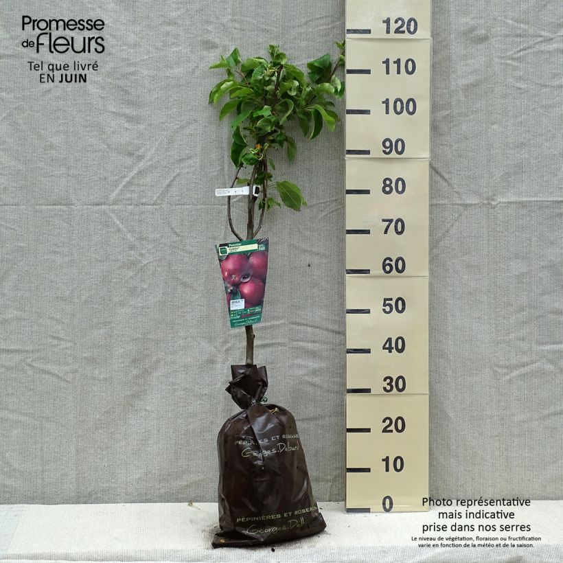 Example of Pommier Cybèle - Georges Delbard Motte "Prêt-à-planter", Gobelet as you get in printemps