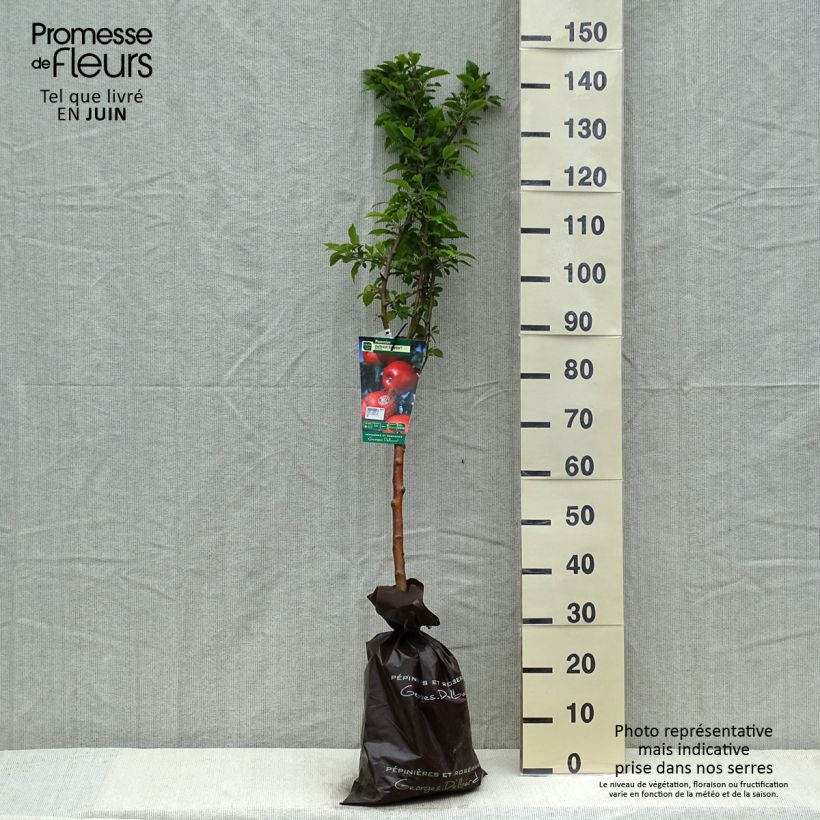 Example of Pommier Delbard Celeste - Georges Delbard Motte "Prêt-à-planter", Gobelet as you get in printemps