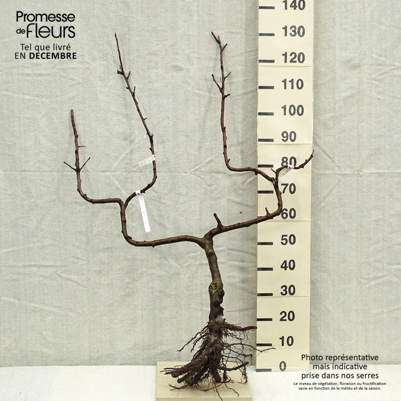 Spécimen de Pommier Divine - Georges Delbard Racines nues, Palmette double U tel que livré en hiver
