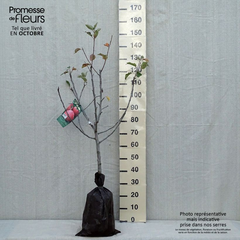 Spécimen de Pommier Delbard Jubilé - Georges Delbard Motte "Prêt-à-planter", Gobelet tel que livré en automne