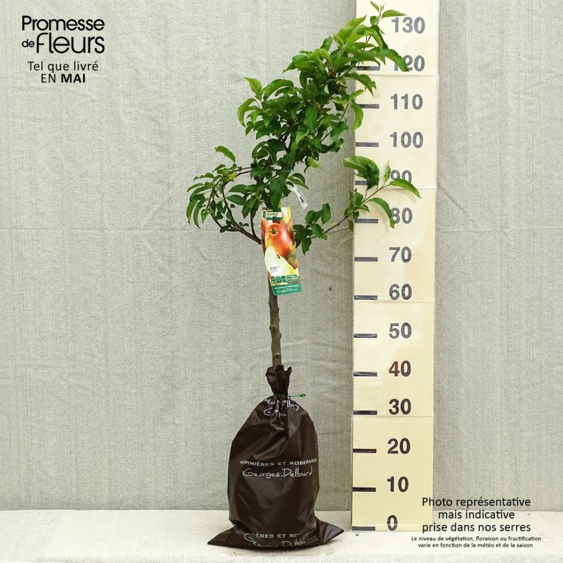 Spécimen de Pommier Delbarestivale - Georges Delbard Motte "Prêt-à-planter", Gobelet tel que livré au printemps