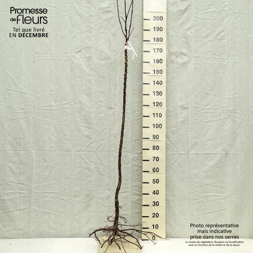 Spécimen de Pommier Gloster Racines nues, Demi-Tige tel que livré en hiver