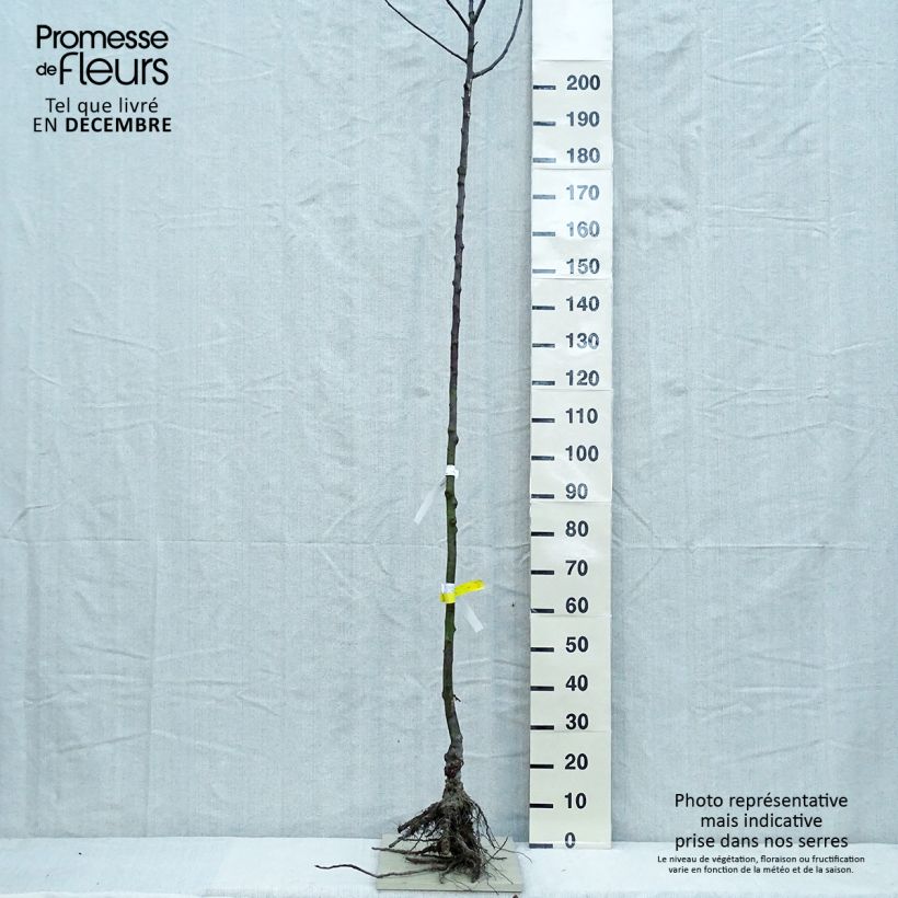 Spécimen de Pommier Gloster Racines nues, Haute-Tige tel que livré en hiver