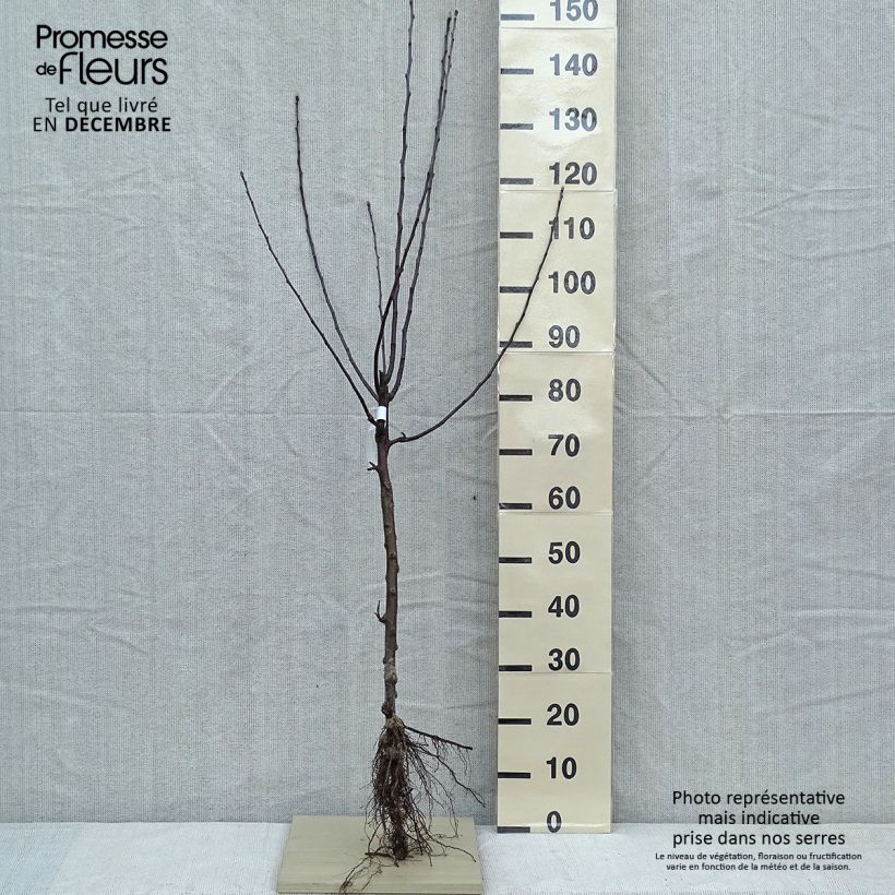 Spécimen de Pommier Gloster Racines nues, Gobelet tel que livré en hiver