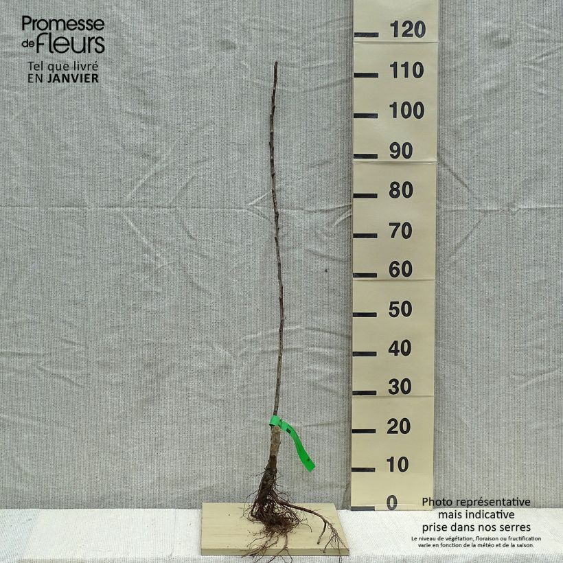 Spécimen de Pommier Grand Alexandre Racines nues, Scion, Bio AB tel que livré en hiver