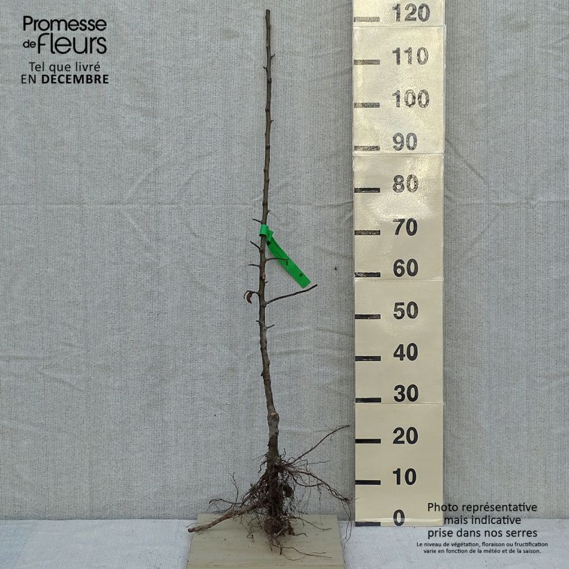 Spécimen de Pommier Granny Smith Racines nues, Scion, Bio AB tel que livré en hiver