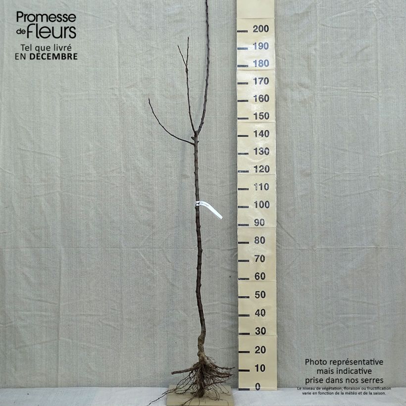 Spécimen de Pommier Jacques Lebel Racines nues, Demi-Tige tel que livré en hiver