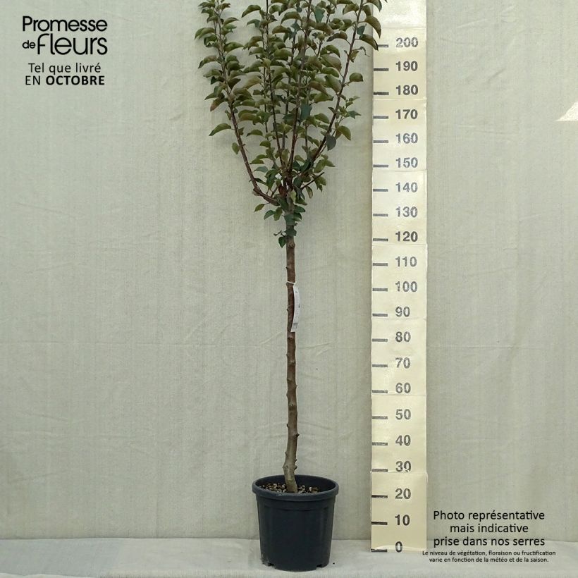 Spécimen de Pommier Jonagold Pot de 7,5L/10L, Demi-Tige tel que livré en automne