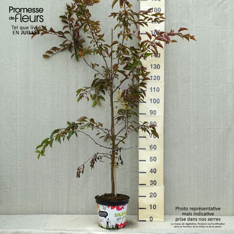 Spécimen de Pommier d'ornement - Malus Diable Rouge Pot de 7,5L/10L, Quenouille tel que livré en été