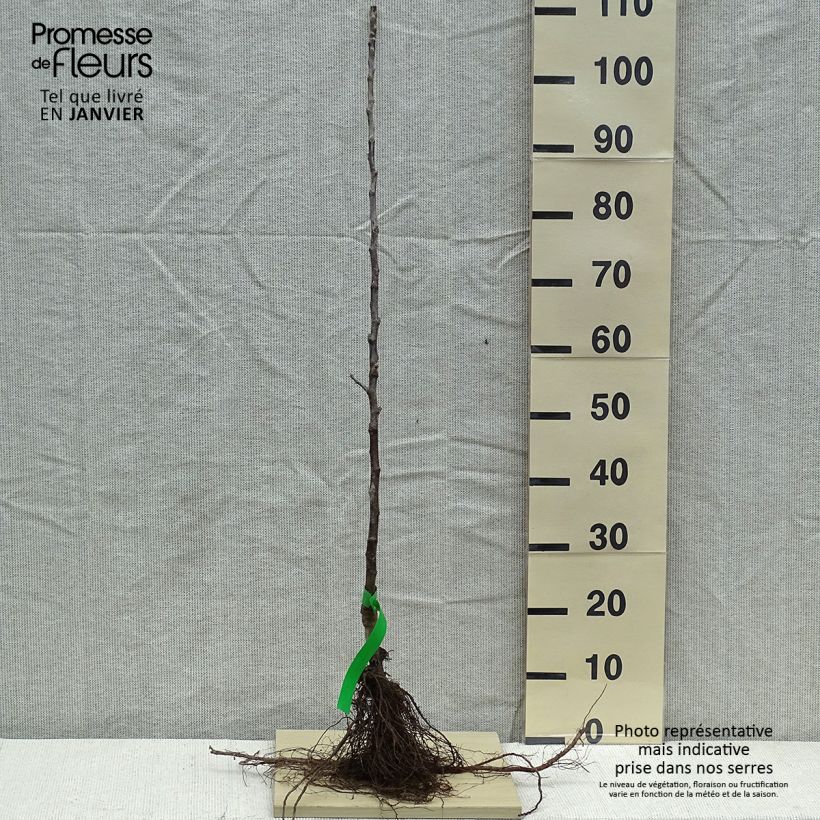 Spécimen de Pommier - Malus domestica Braeburn Racines nues, Scion, Bio AB tel que livré en hiver