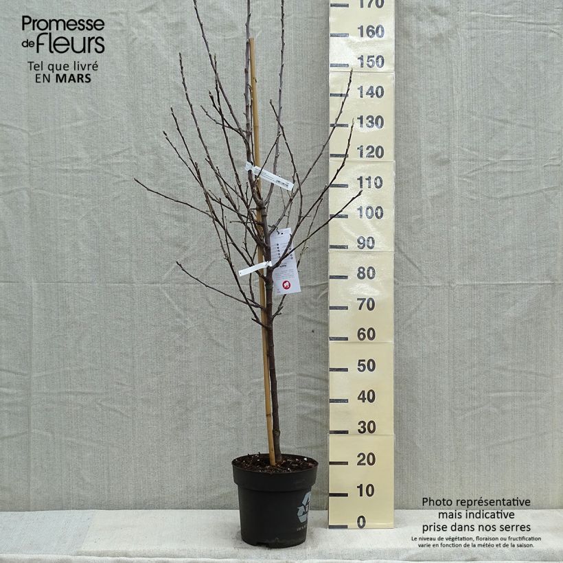 Spécimen de Pommier - Malus domestica Braeburn Pot de 7,5L/10L, Gobelet tel que livré au printemps