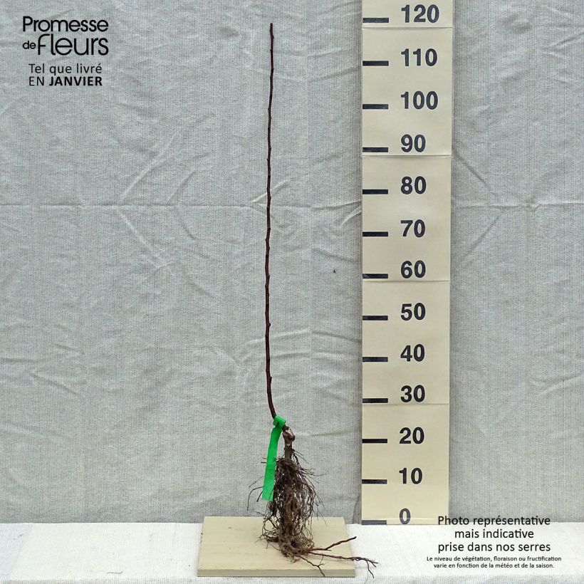 Spécimen de Pommier Melrose Racines nues, Scion tel que livré en hiver