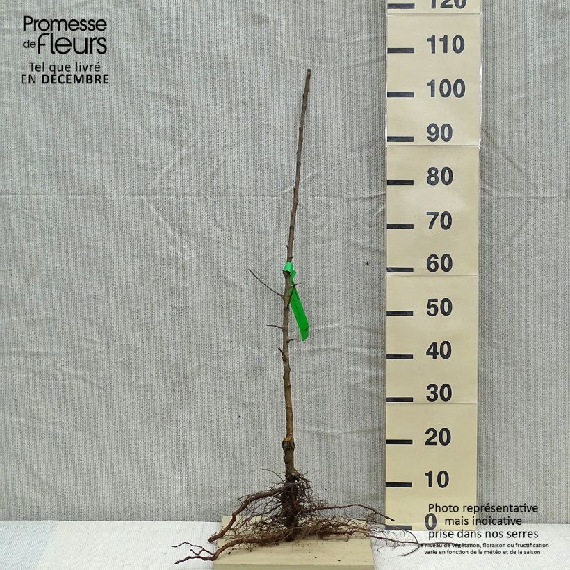 Spécimen de Pommier Museau de Lièvre Racines nues, Scion, Bio AB tel que livré en hiver