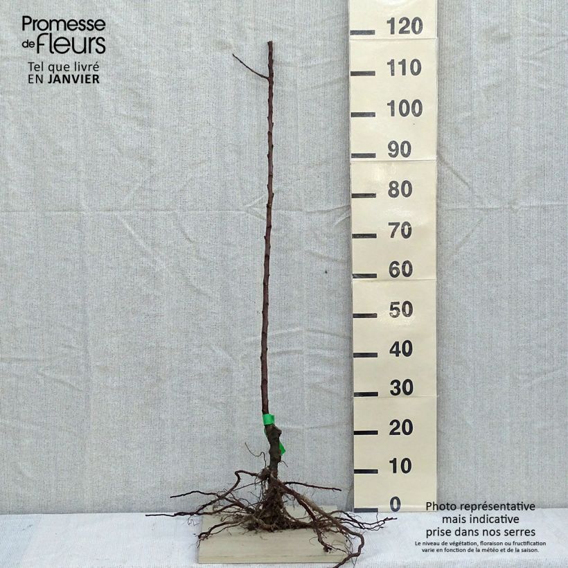 Spécimen de Pommier Pigeonnet de Jerusalem Bio - Gros Pigeonnet Racines nues, Scion tel que livré en hiver