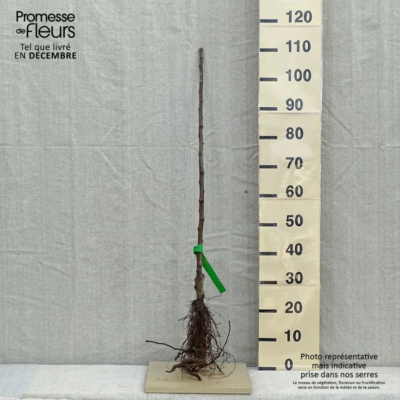 Spécimen de Pommier Rambour d'Hiver  Racines nues, Scion, Bio AB tel que livré en hiver