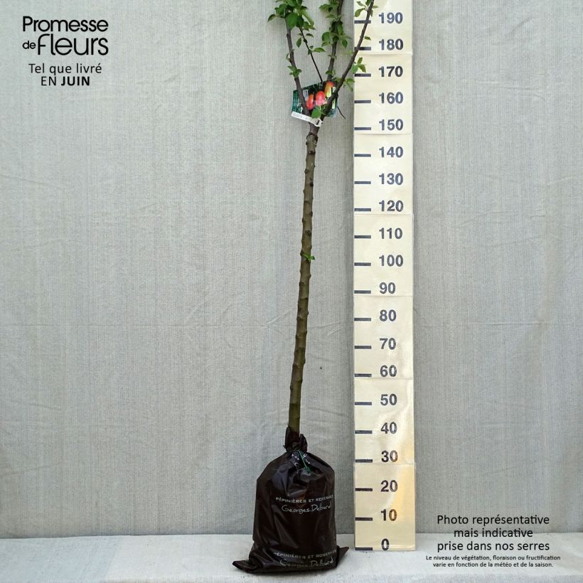 Spécimen de Pommier Rambour d'Hiver  Motte "Prêt-à-planter", Demi-Tige tel que livré au printemps