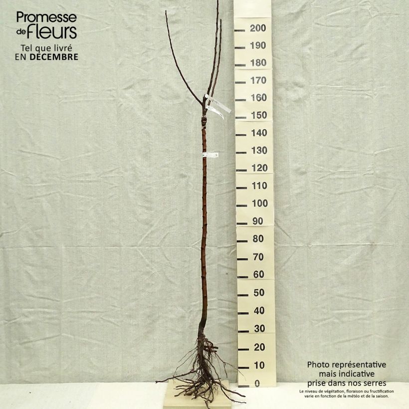 Spécimen de Pommier Rambour d'Hiver  Racines nues, Demi-Tige tel que livré en hiver