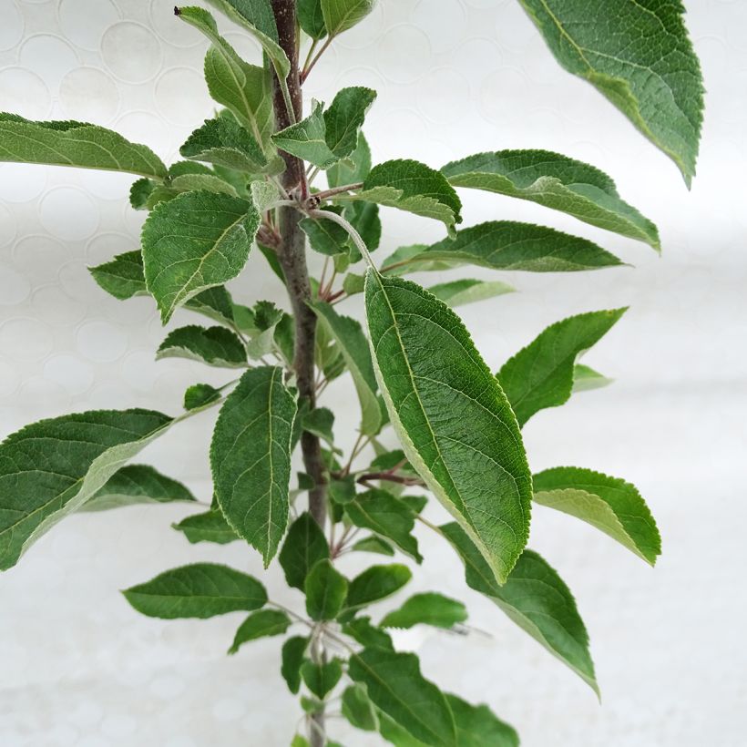 Pommier Regali - Georges Delbard (Foliage)