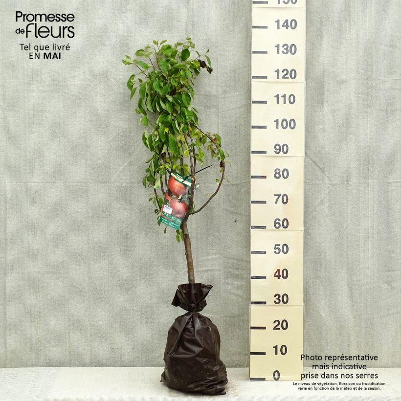 Example of Pommier Regali - Georges Delbard Motte "Prêt-à-planter", Gobelet as you get in printemps