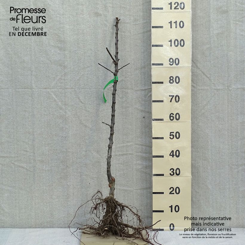 Spécimen de Pommier Reine des Reinettes Bio Racines nues, Scion tel que livré en hiver