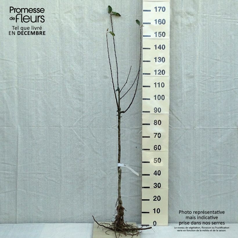 Example of Pommier Reine des Reinettes Racines nues, Gobelet as you get in hiver