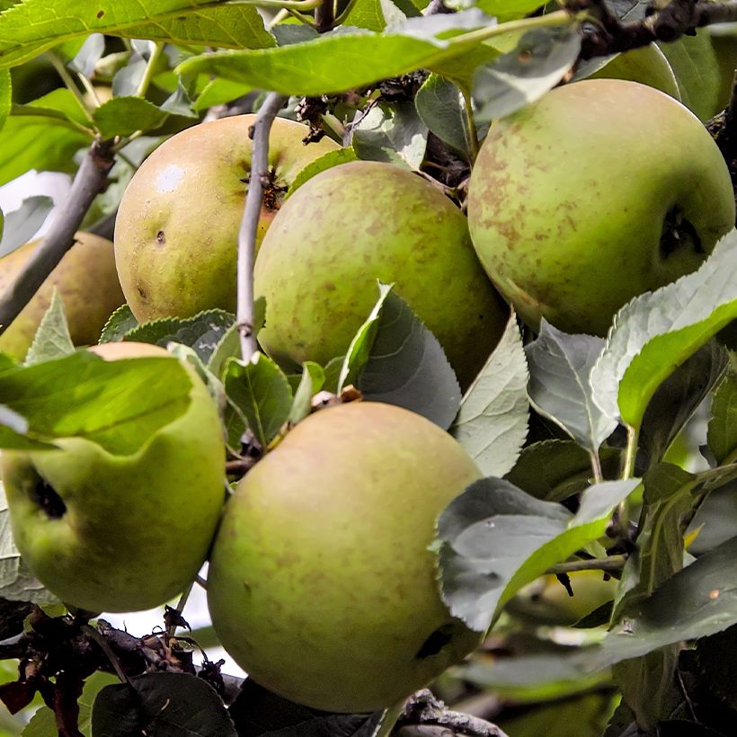 Pommier Reinette Blanche de Chatellerault (Récolte)