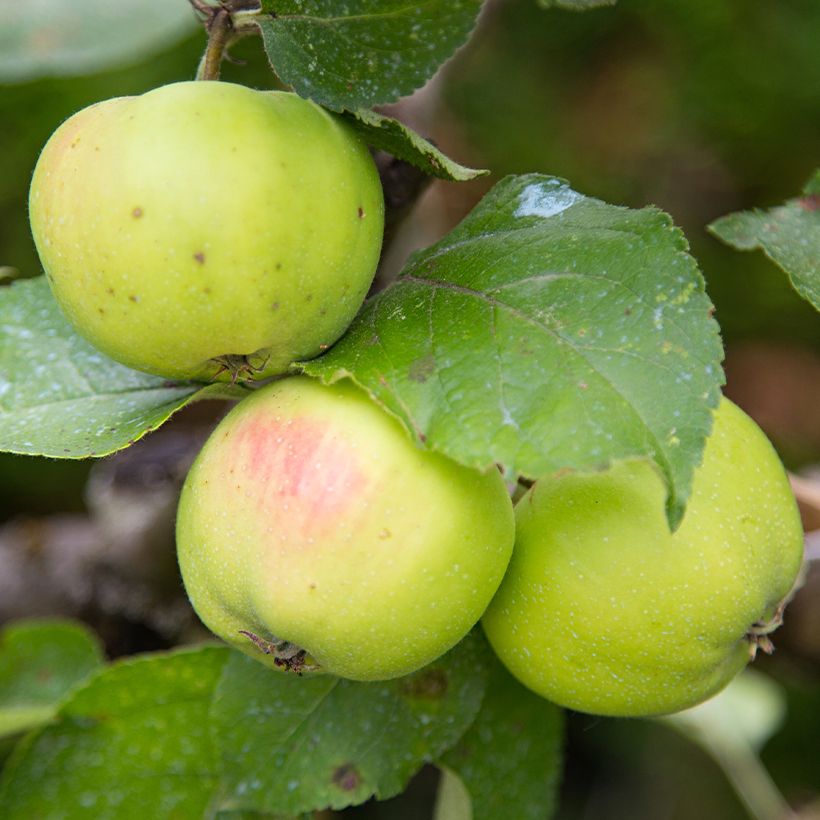 Pommier Reinette d'Anjou Bio (Récolte)
