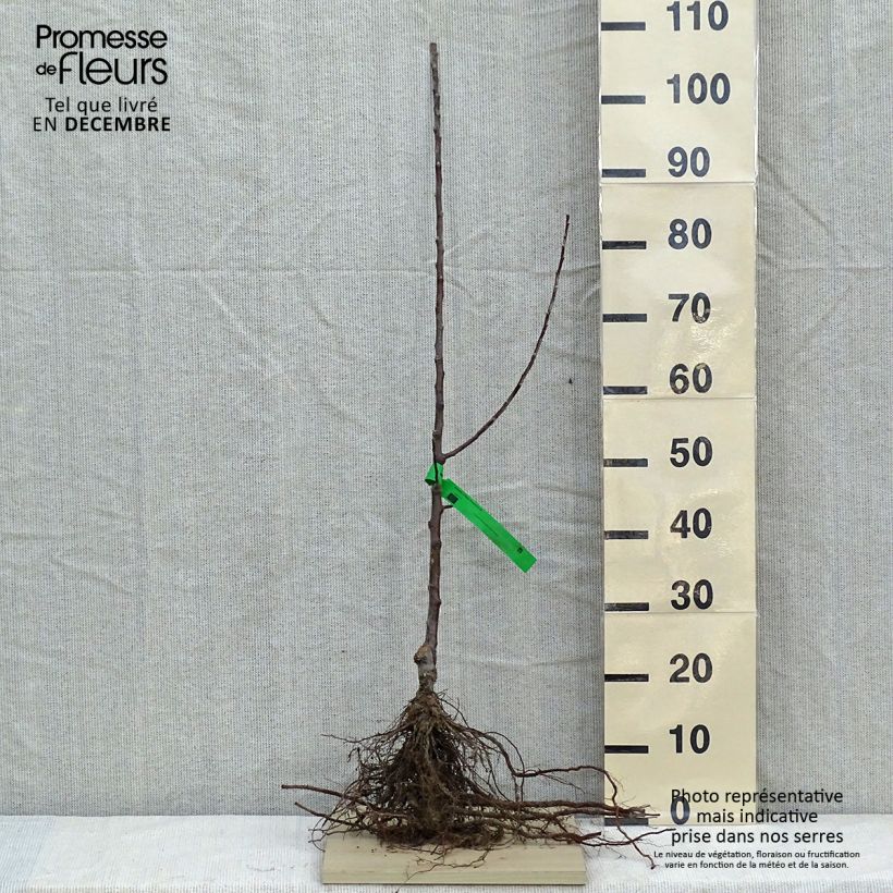 Spécimen de Pommier Reinette d'Anjou Bio Racines nues, Scion tel que livré en hiver