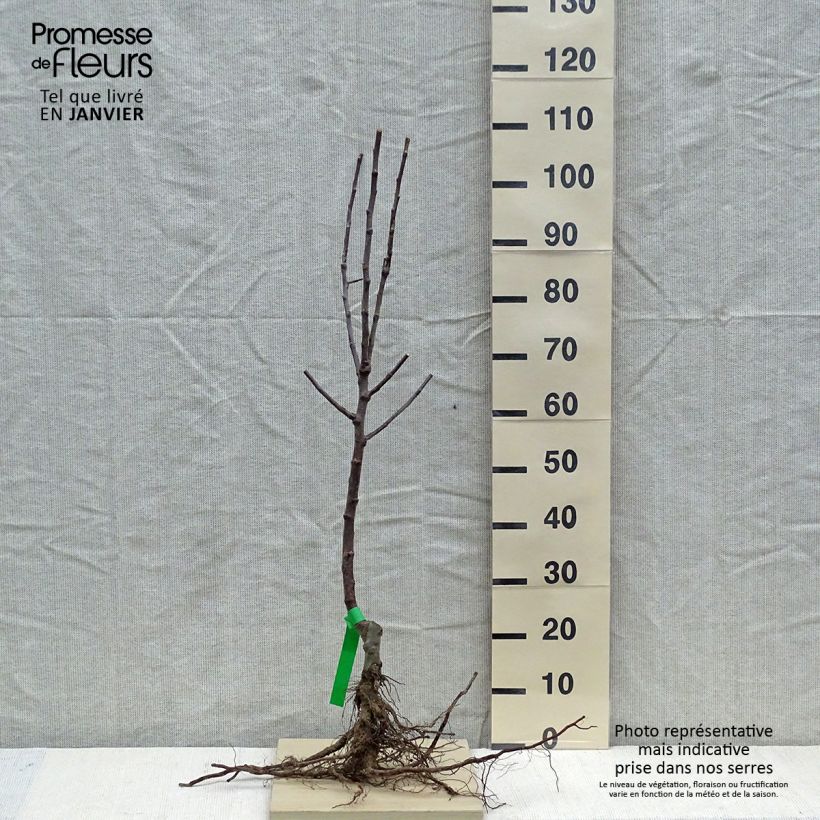 Example of Pommier Reinette d'Armorique Racines nues, Scion as you get in hiver
