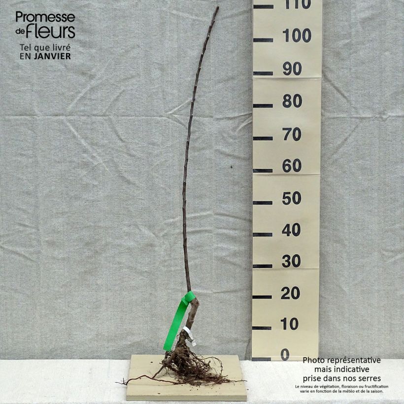 Spécimen de Pommier Reinette grise du Canada Bio Racines nues, Scion tel que livré en hiver