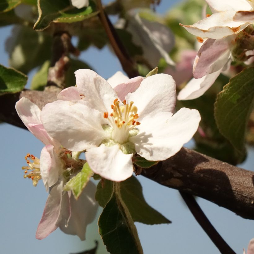 Pommier Reinette grise du Canada (Floraison)
