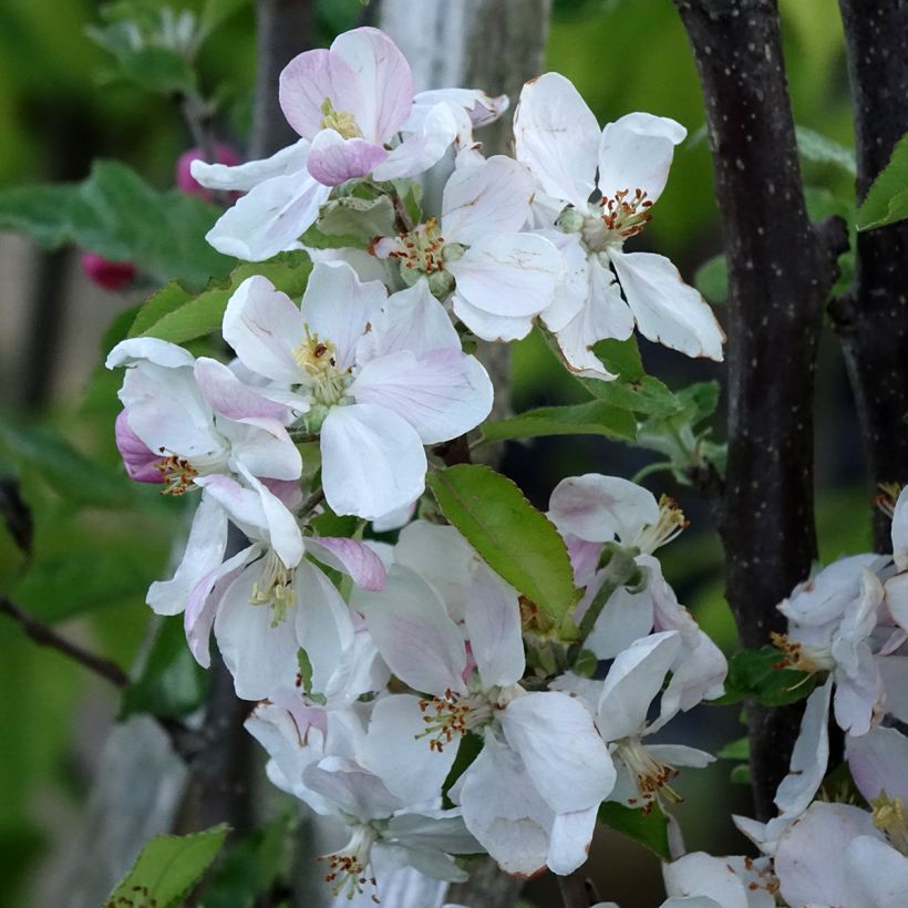 Pommier Royale Delbard - Delbardivine - Georges Delbard (Floraison)