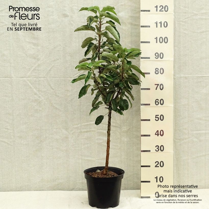 Spécimen de Pommier colonnaire Sonate Pot de 7,5L/10L, Colonnaire tel que livré en automne