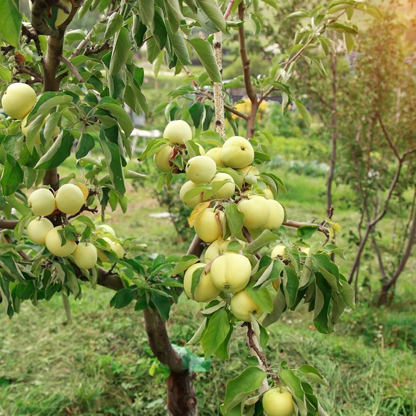 Pommier Transparente Blanche Bio - Pomme des moissons - Saint Anne - Transparente Jaune (Port)