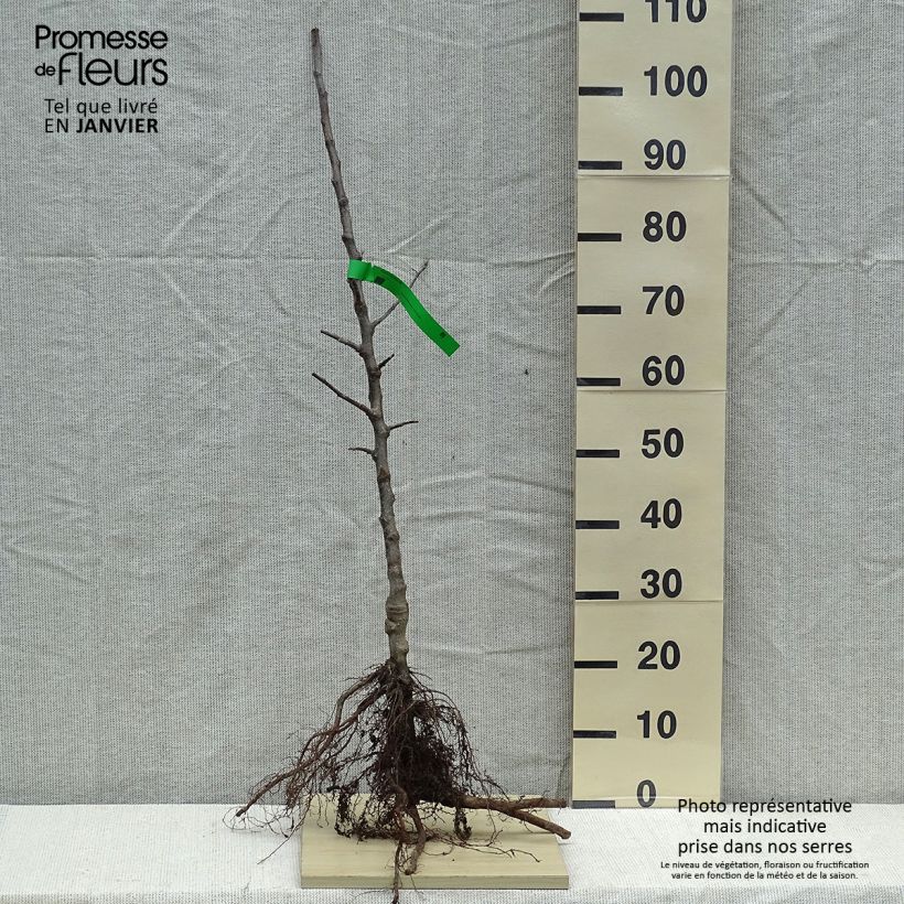 Spécimen de Pommier Winston Bio Racines nues, Scion tel que livré en hiver