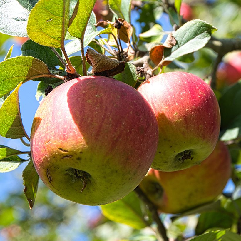 Pommier Winston Bio (Récolte)